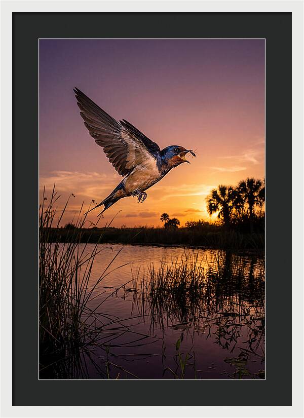 Swallow In Flight At Sunset