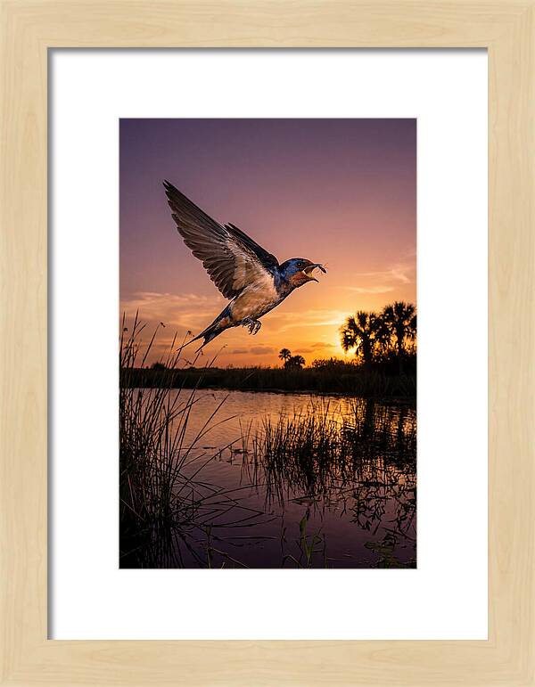 Swallow In Flight At Sunset