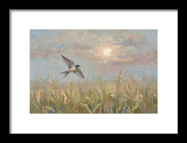 Swallow Skimming Over Summer Cornfield