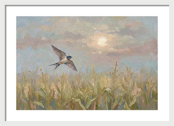 Swallow Skimming Over Summer Cornfield