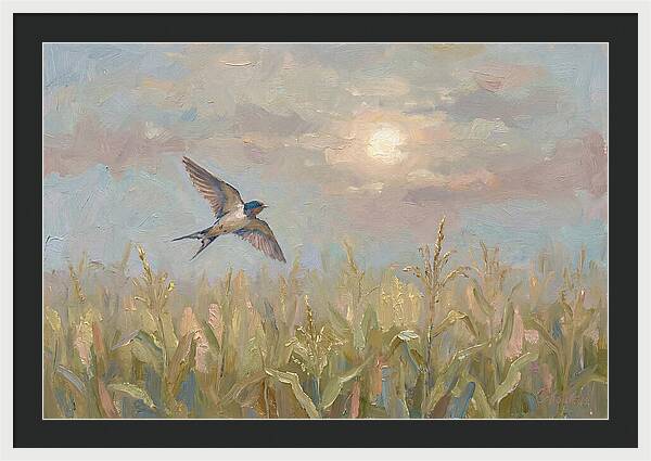 Swallow Skimming Over Summer Cornfield