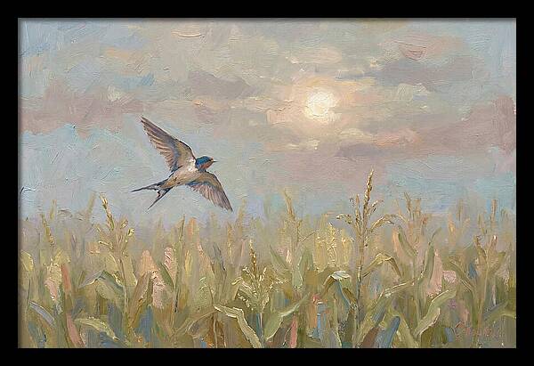 Swallow Skimming Over Summer Cornfield