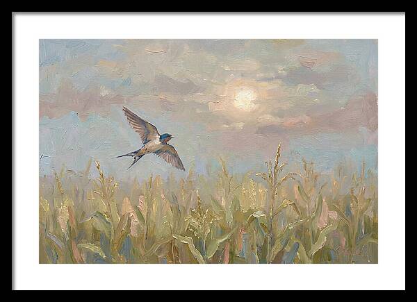 Swallow Skimming Over Summer Cornfield