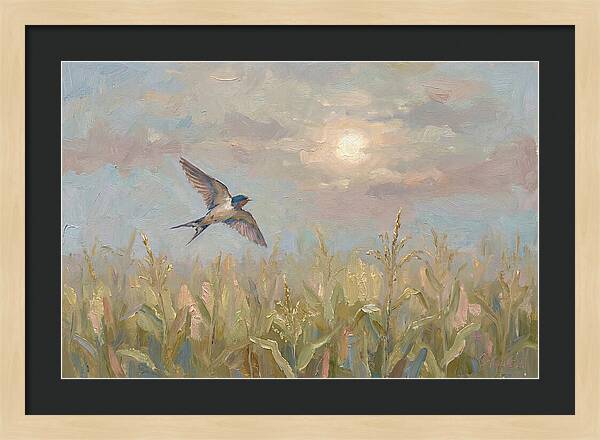 Swallow Skimming Over Summer Cornfield