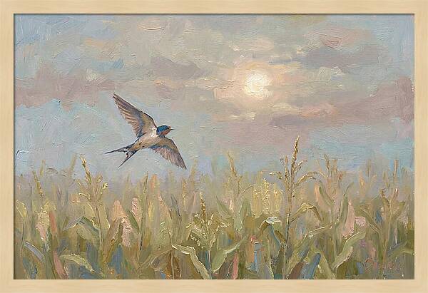 Swallow Skimming Over Summer Cornfield