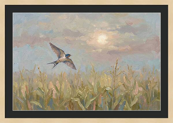 Swallow Skimming Over Summer Cornfield
