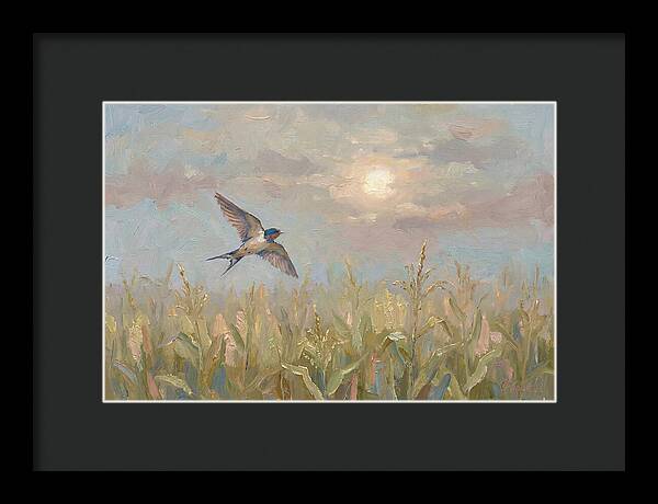 Swallow Skimming Over Summer Cornfield