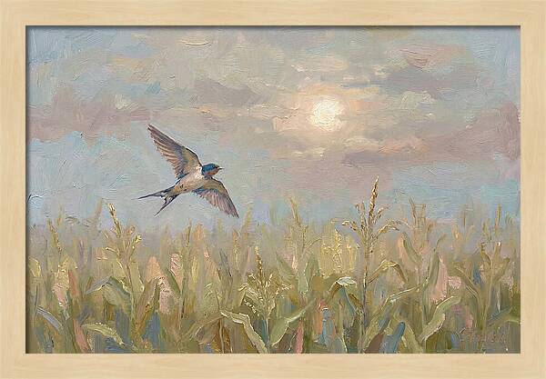 Swallow Skimming Over Summer Cornfield