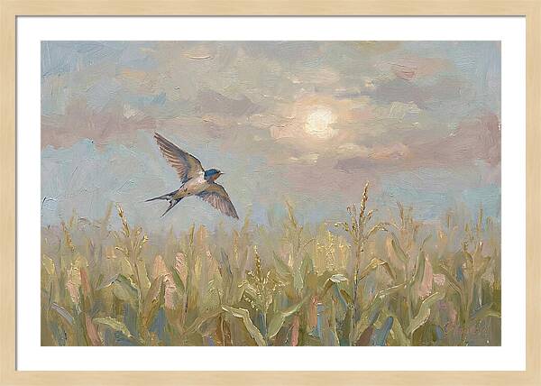 Swallow Skimming Over Summer Cornfield