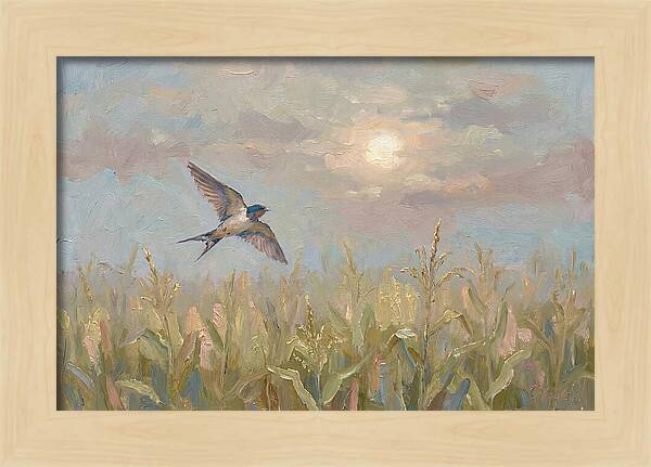 Swallow Skimming Over Summer Cornfield