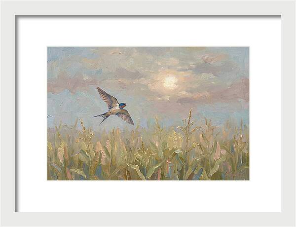 Swallow Skimming Over Summer Cornfield