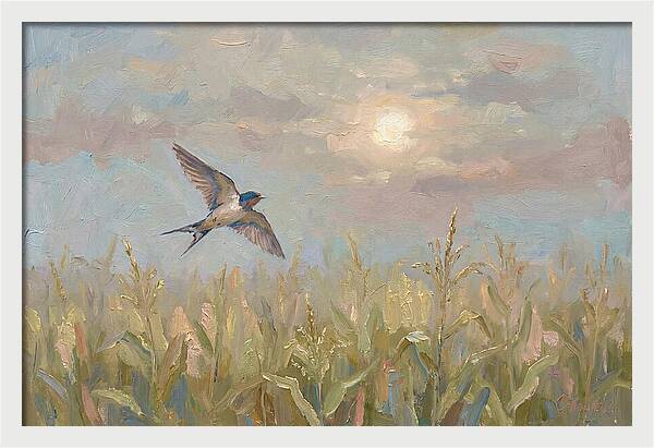 Swallow Skimming Over Summer Cornfield