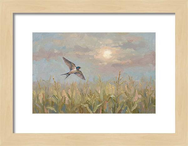 Swallow Skimming Over Summer Cornfield