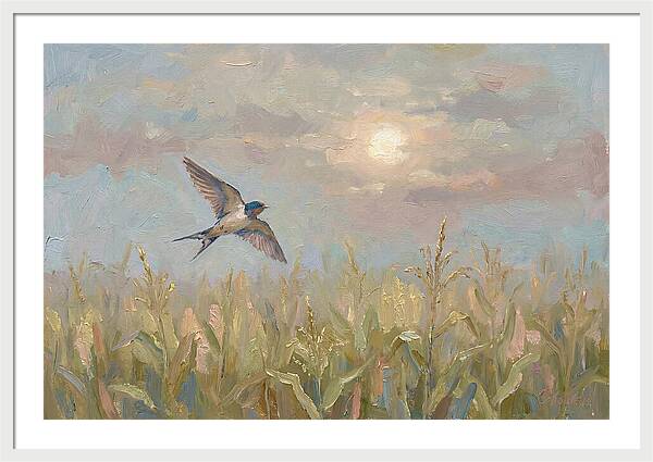 Swallow Skimming Over Summer Cornfield