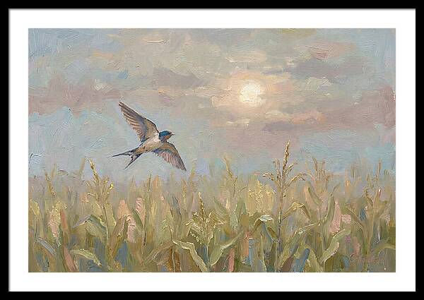 Swallow Skimming Over Summer Cornfield