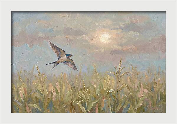 Swallow Skimming Over Summer Cornfield