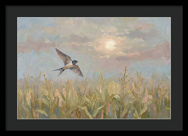 Swallow Skimming Over Summer Cornfield