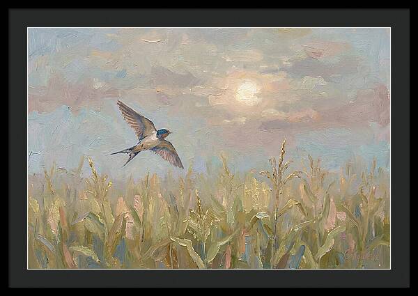 Swallow Skimming Over Summer Cornfield