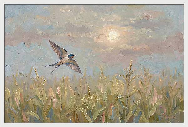 Swallow Skimming Over Summer Cornfield