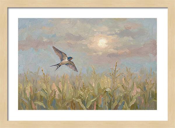 Swallow Skimming Over Summer Cornfield