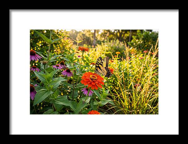 Swallowtail Butterfly Among Zinnias