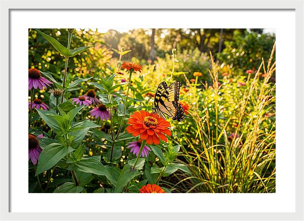 Swallowtail Butterfly Among Zinnias