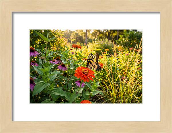 Swallowtail Butterfly Among Zinnias