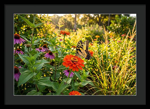 Swallowtail Butterfly Among Zinnias