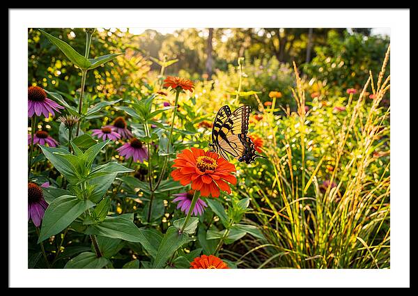 Swallowtail Butterfly Among Zinnias