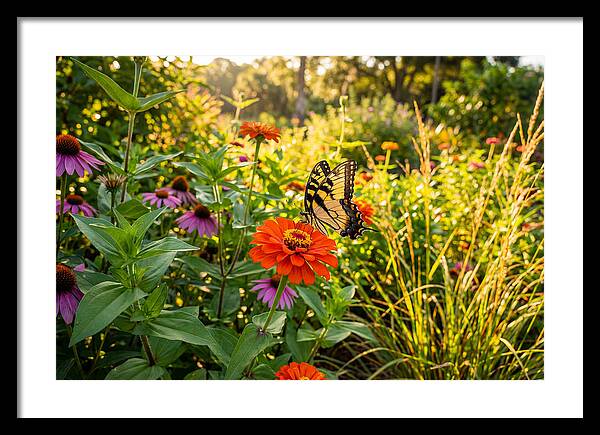 Swallowtail Butterfly Among Zinnias