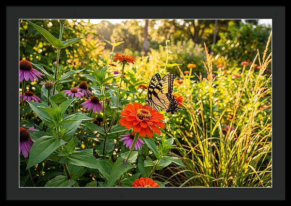 Swallowtail Butterfly Among Zinnias