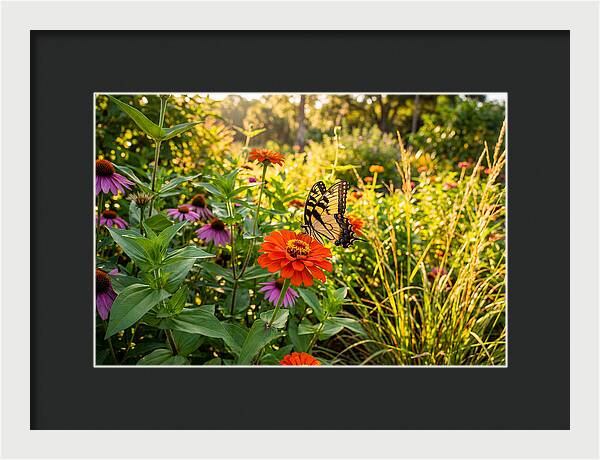 Swallowtail Butterfly Among Zinnias
