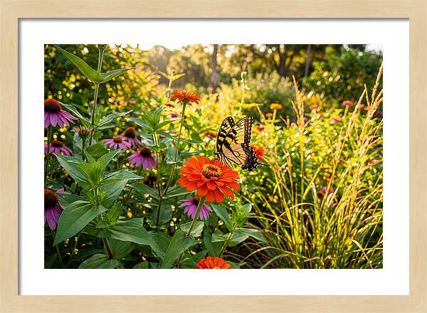 Swallowtail Butterfly Among Zinnias