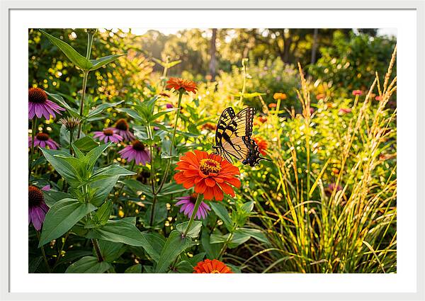 Swallowtail Butterfly Among Zinnias