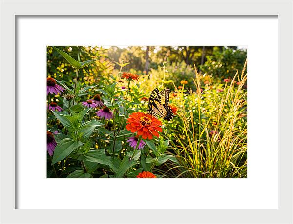 Swallowtail Butterfly Among Zinnias