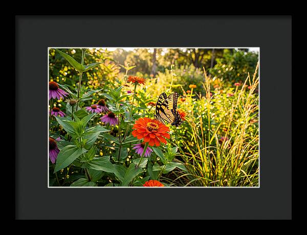 Swallowtail Butterfly Among Zinnias