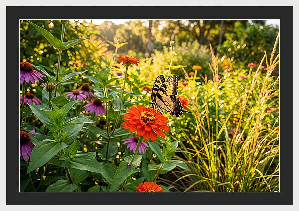 Swallowtail Butterfly Among Zinnias