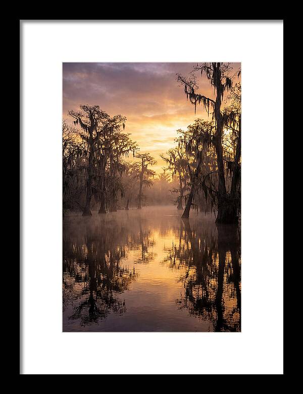 Swamp Serenity At Dawn