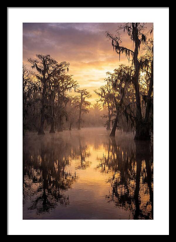 Swamp Serenity At Dawn