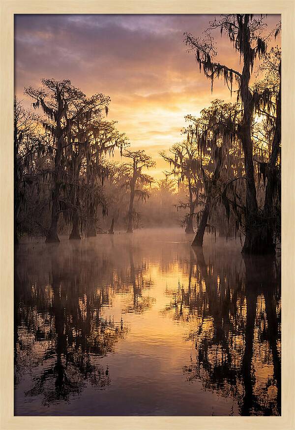Swamp Serenity At Dawn