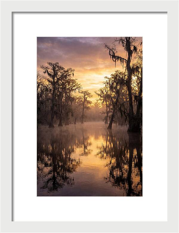 Swamp Serenity At Dawn