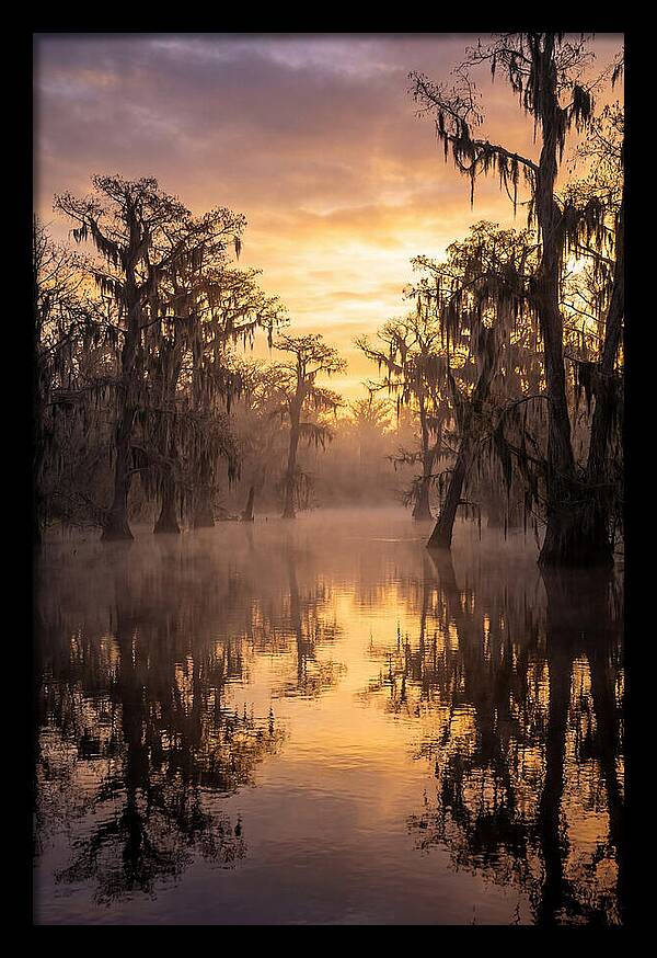Swamp Serenity At Dawn