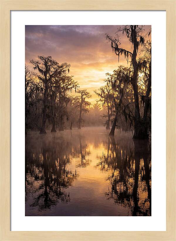 Swamp Serenity At Dawn