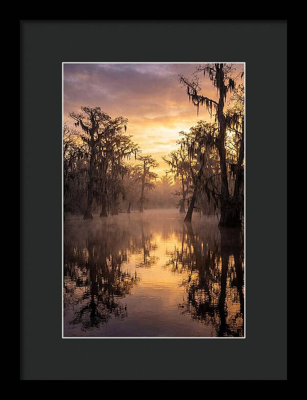 Swamp Serenity At Dawn