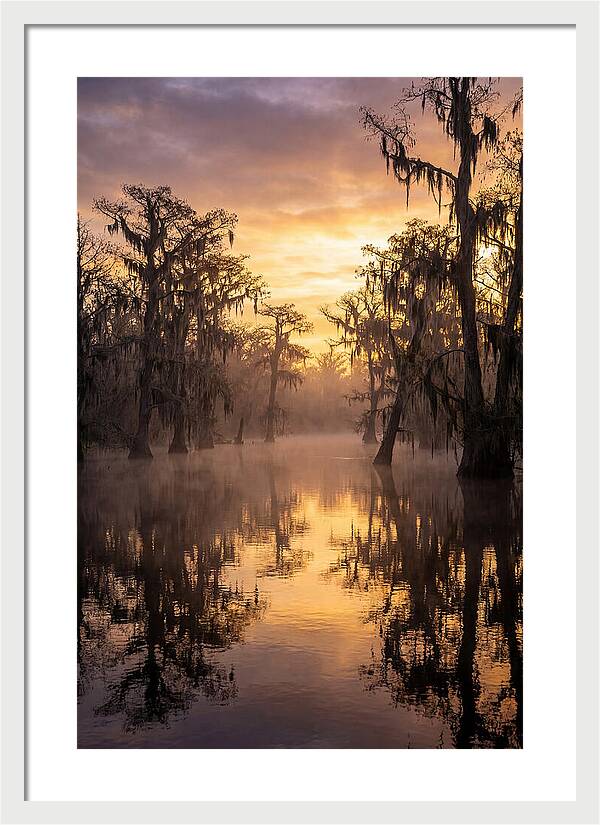 Swamp Serenity At Dawn