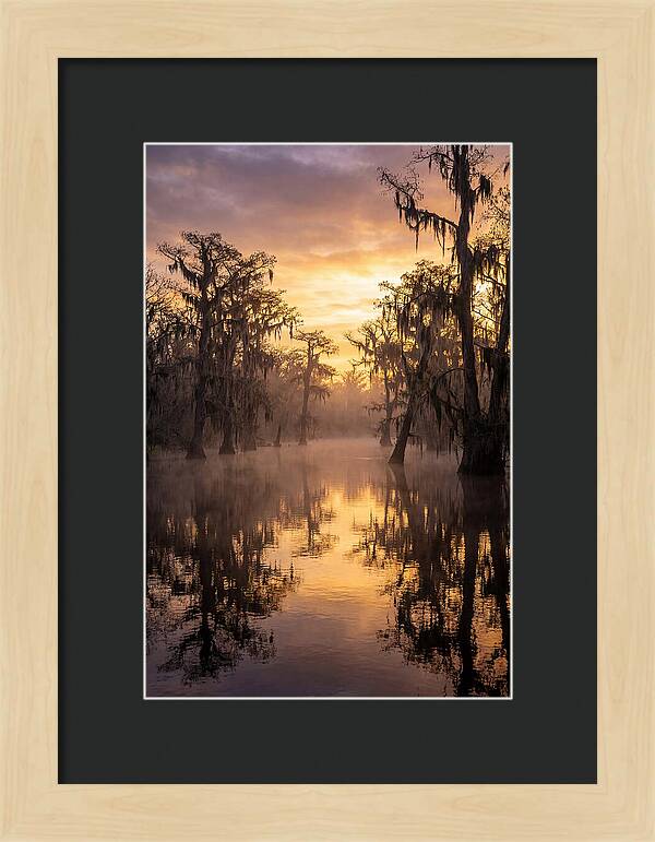 Swamp Serenity At Dawn