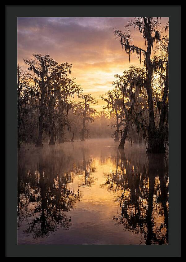 Swamp Serenity At Dawn