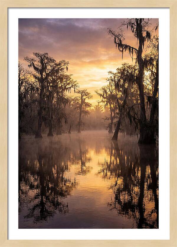 Swamp Serenity At Dawn