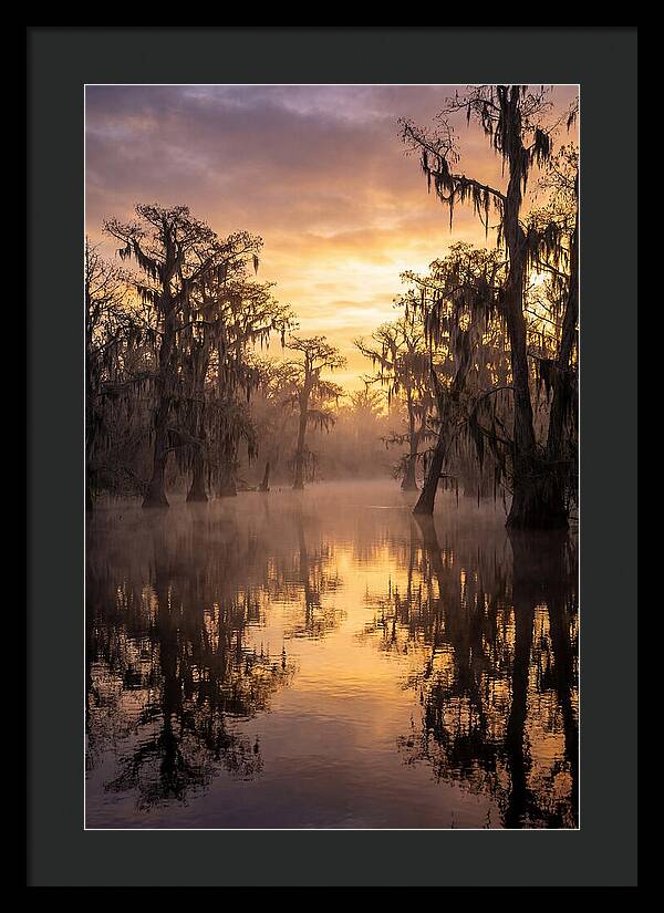 Swamp Serenity At Dawn