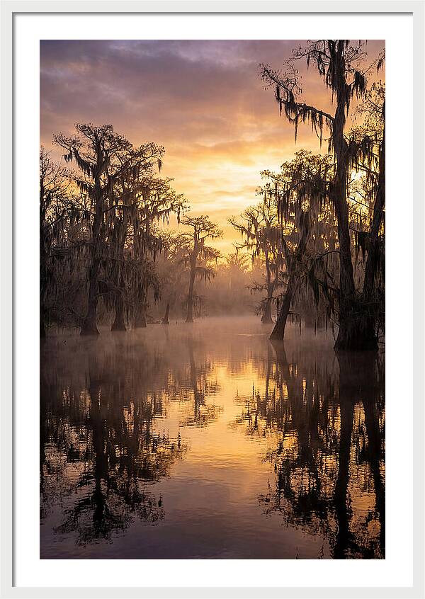 Swamp Serenity At Dawn